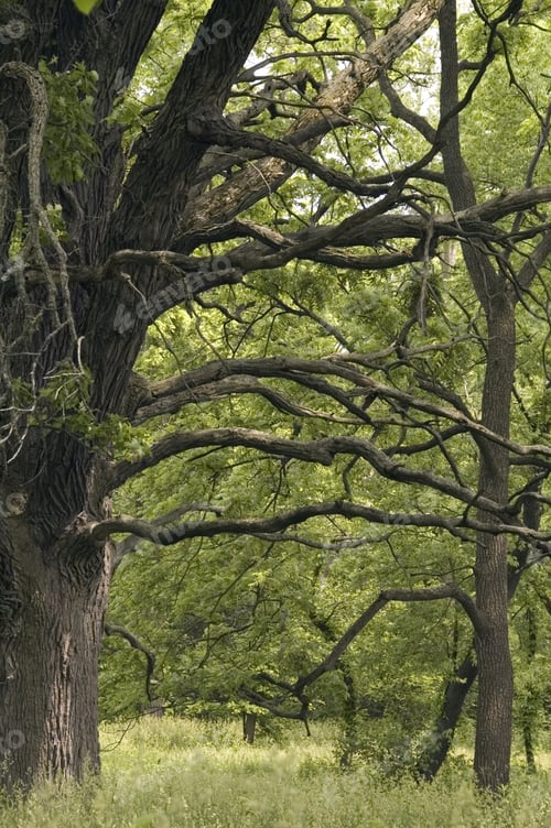 Preview: Mature Burr Oak, Strong Horizontals And Diagonals, Arboretum In American Midwest