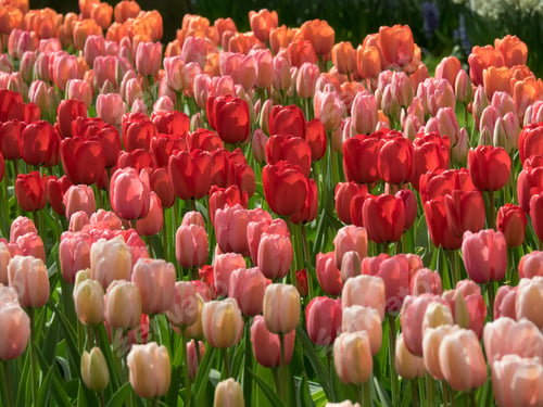 Preview: Many Tulips In The Netherlands