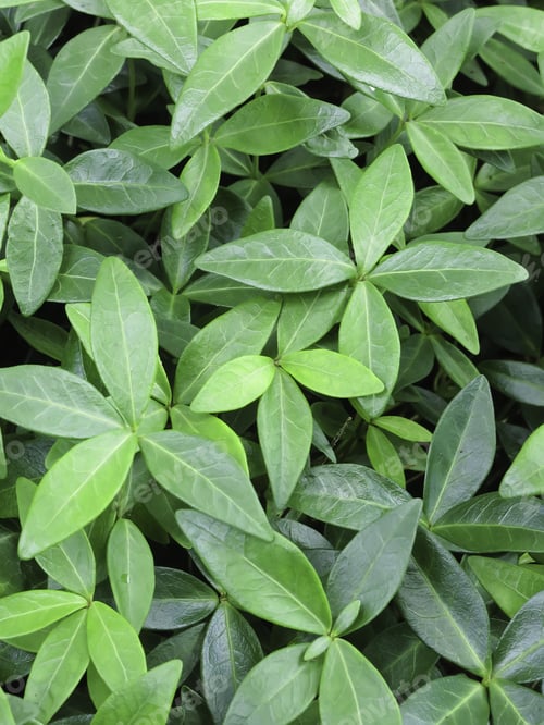 Preview: Purple-Flowered Common Periwinkle (Botanical Name: Vinca Minor 'Atropurpurea'), Without Flowers