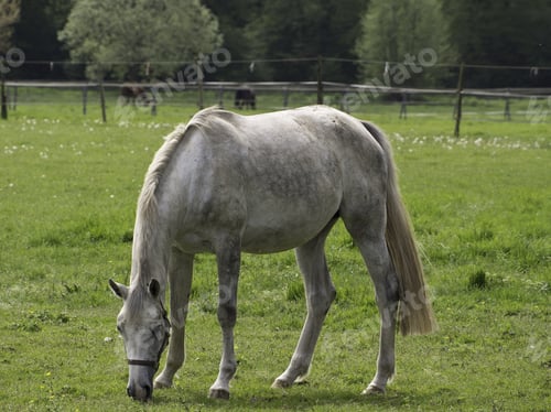 Preview: Horses