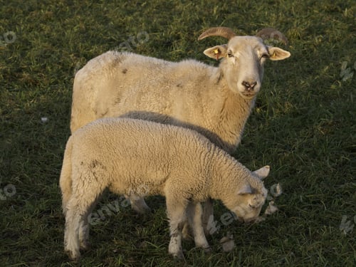 Preview: Sheep