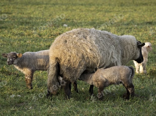 Sheep Nursing Lambs in a Green Field