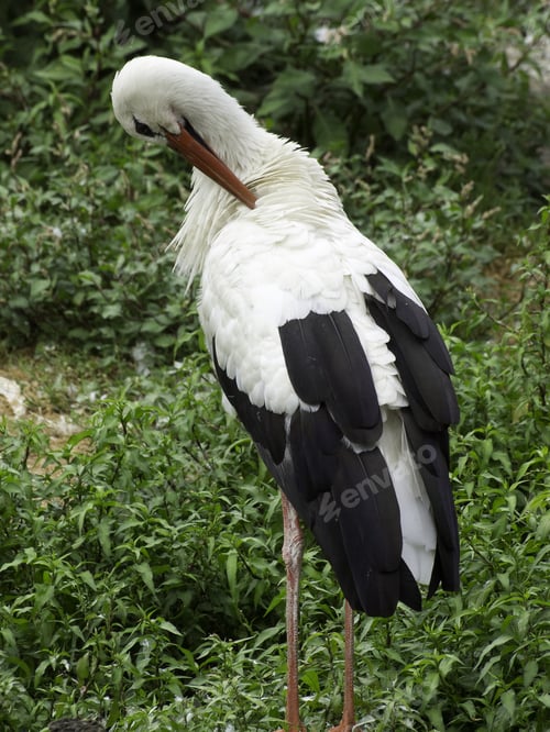 Preview: Many Storks