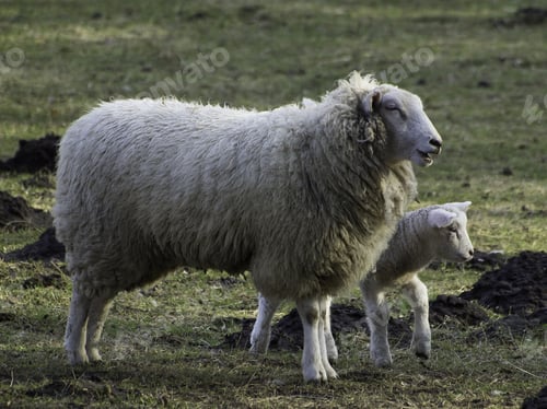 Preview: Sheep
