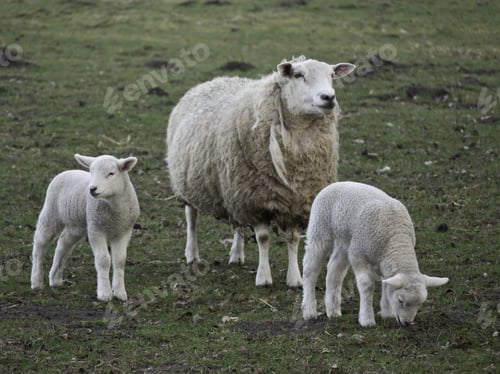 Preview: Sheeps