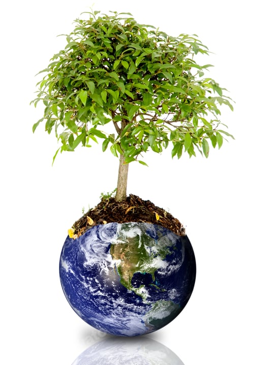 Preview: Tree Growing From The Earth Over A White Background