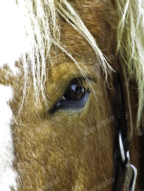 Preview: Closeup Of Belgian Draft Horse On Farm
