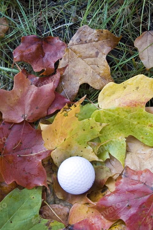 Preview: Golf Ball Among Maple Leaves In The Rough