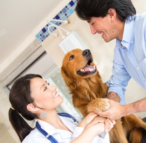 Preview: Cute Dog At The Vet Giving His Paw