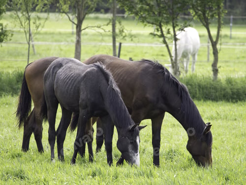 Preview: Horses On A Meadow