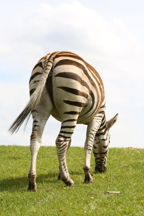 Preview: Beautiful Zebra Eating Grass From The Back