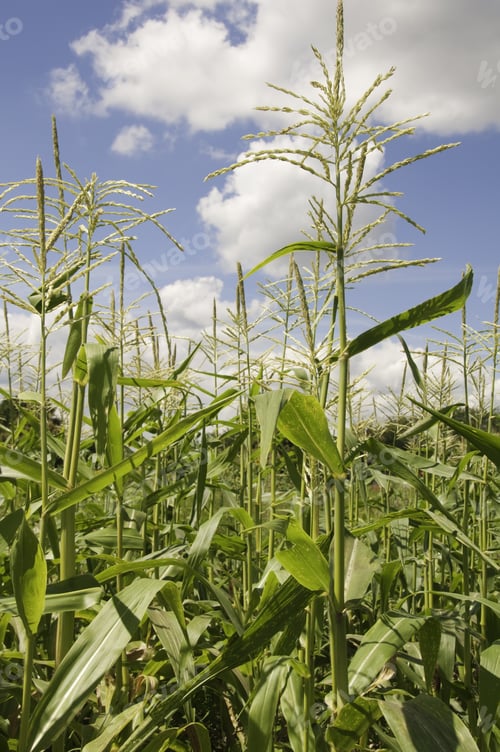 Preview: Corn Plants With Tassles