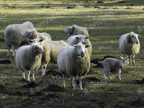 Preview: Sheep