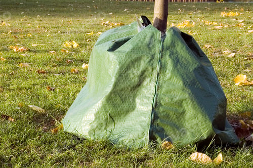 Preview: Tree Trunk Covered For Winter In Northern Climate