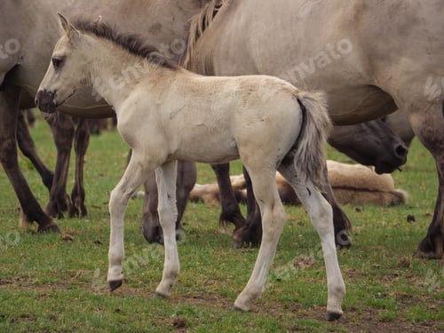 Preview: Wild Horses In The German Muensterland