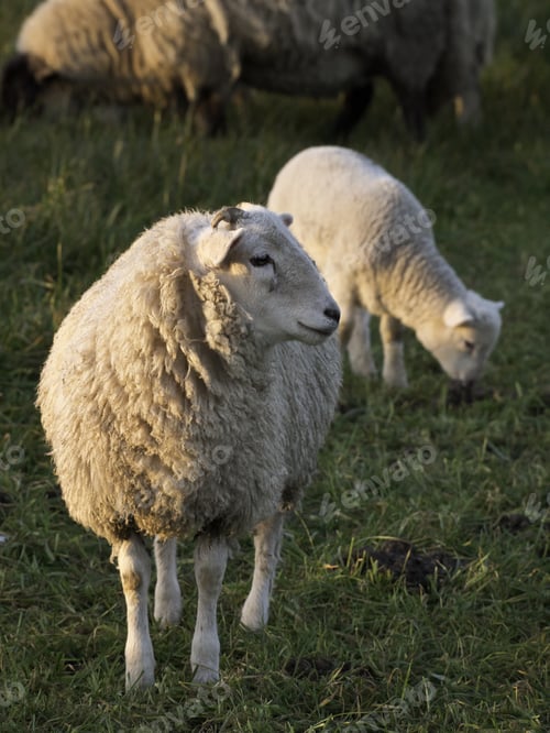 Preview: Sheep