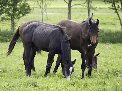 Preview: Horses On A Meadow