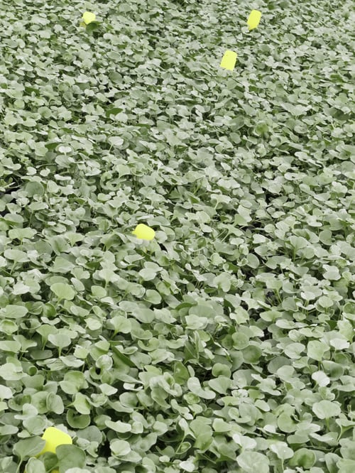 Preview: Green Creeper (Genus: Dichondra; Species: Unidentified; Cultivar: Silver Falls), Often Considered A