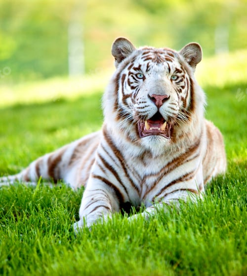 Preview: Beautiful Picture Of A White Tigger Lying Over Grass
