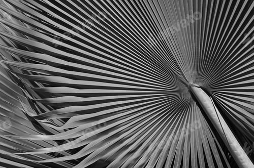 Preview: Radiating Palm Fronds