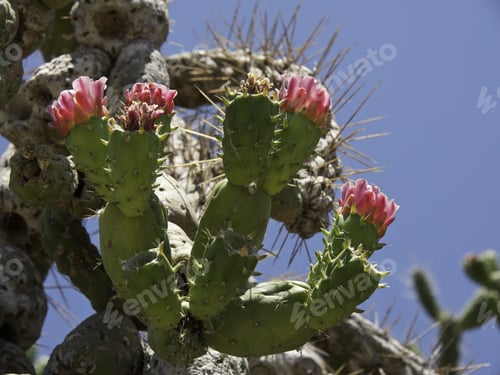 Preview: The Island Ibiza