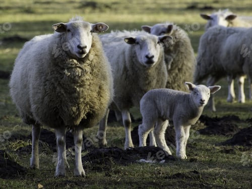 Preview: Sheep