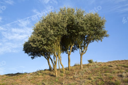 Preview: Trees In Medulas, Leon, Spain
