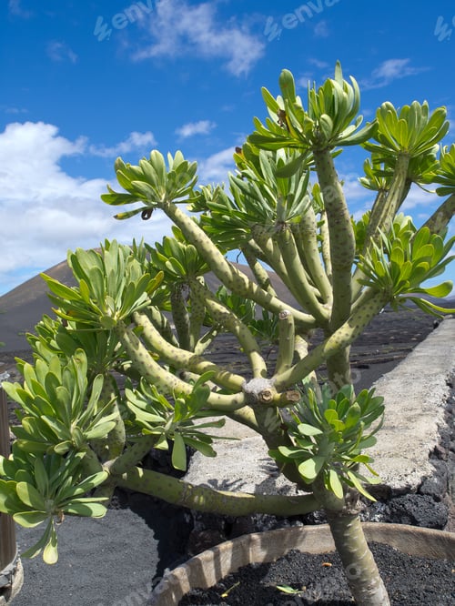 Desert Plant Against a Cloudy Blue Sky Backdrop