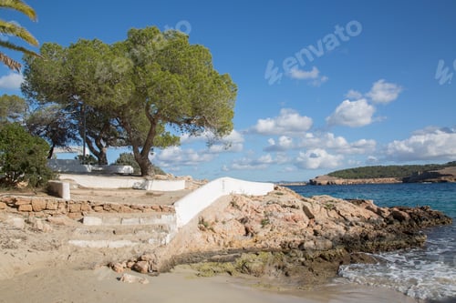 Preview: Pine Tree At Cala Bassa Cove Beach; Ibiza; Spain