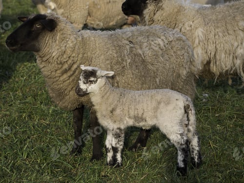 Preview: Sheep