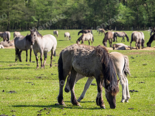 Preview: Horses In Germany