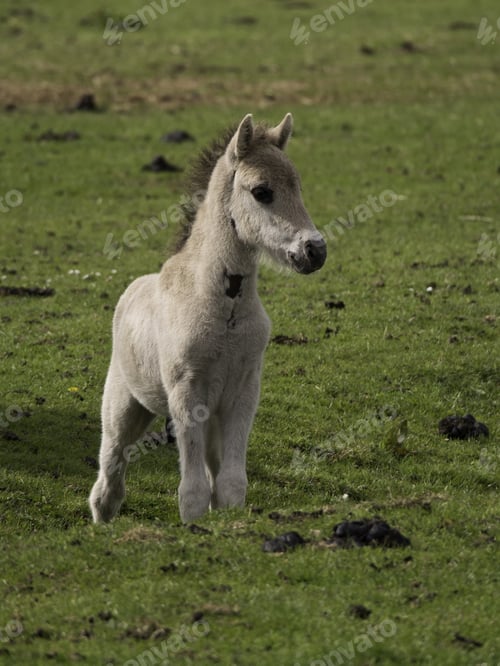Preview: Wild Foal