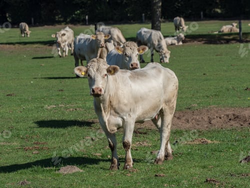 Preview: Sheeps And Cows In The German Muensterland