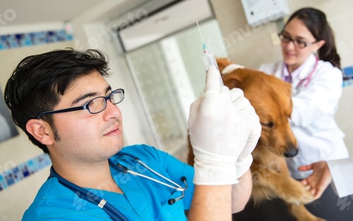 Preview: Dog Getting A Vaccine At The Vet And A Doctor Prepping The Needle