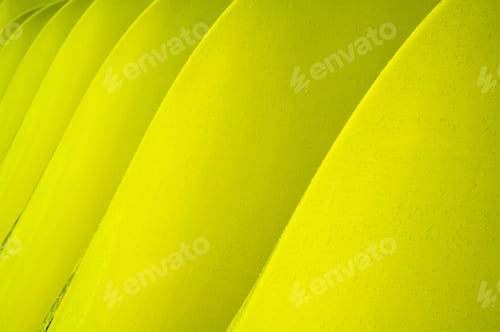 Preview: Yellow Hulls Of Collegiate Sculls -- Racing Boats -- With Raindrops