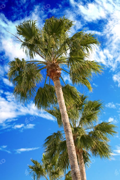 Preview: Row Of Palm Trees In Front A Blue Sky On A Sunny Day
