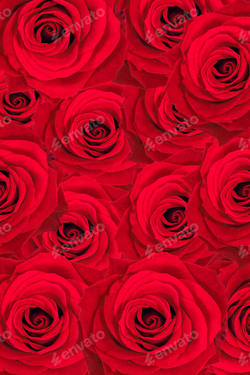 Preview: Background Made Of Red Roses
