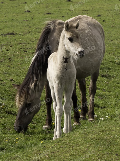 Preview: Wild Horses