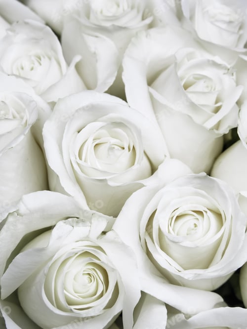 Preview: Bouquet Of Small White Roses Shortly Before They Open Into Full Bloom