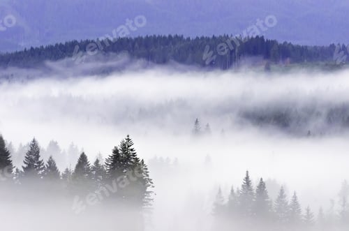 Preview: Concept Of Partial Visibility: Thick Morning Fog Across Wooded Valley Along U.S. 26 West Of