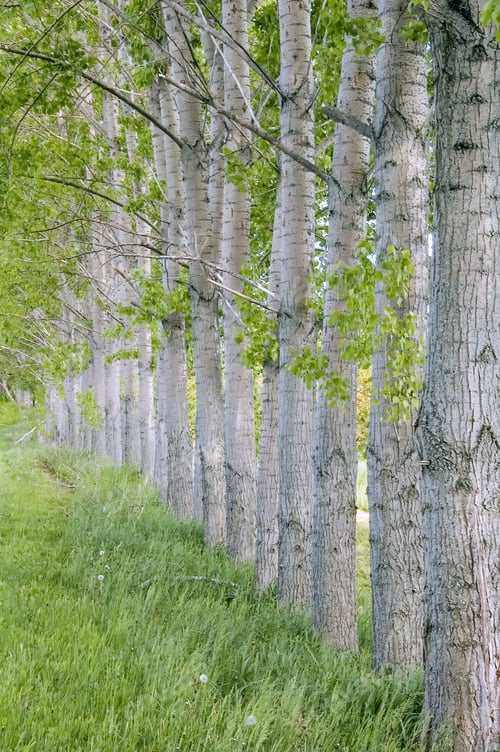 Preview: Windbreak Of Trees