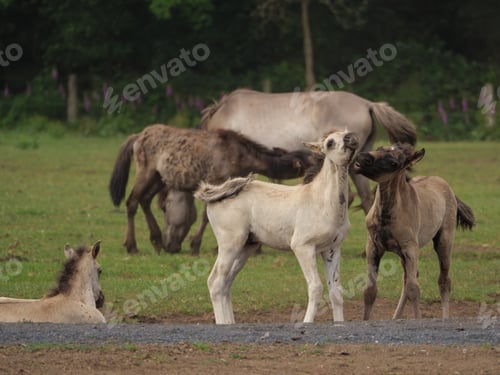 Preview: Wild Horses In Germany