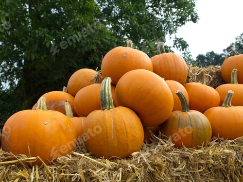 Preview: Pumpkins