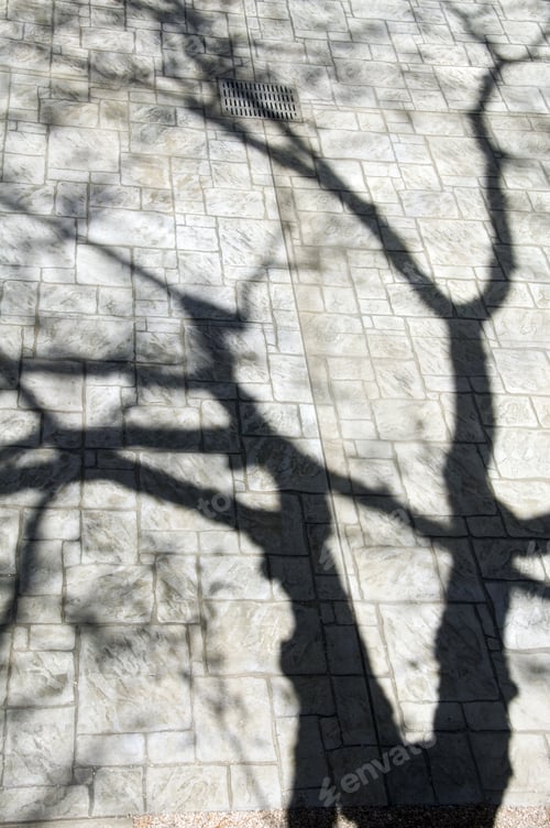 Preview: Long Shadow Of Tree Across Courtyard - Springtime On College Campus