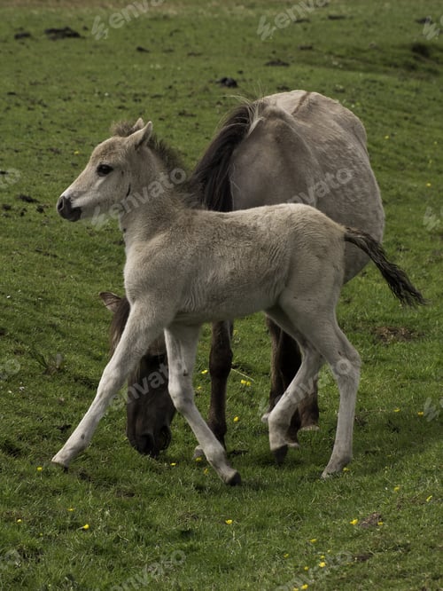 Preview: Horses