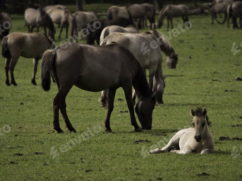 Preview: Wild Horses In Germany