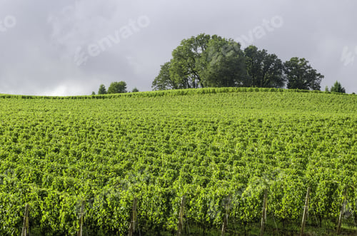 Preview: Vineyard Bright Green Under Gray Rain Clouds: Break In Afternoon Rain Illuminates Willamette Valley