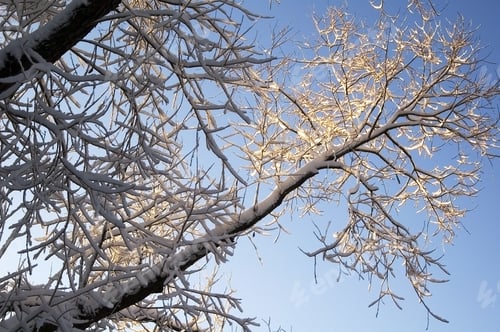 Preview: High Branches And A Clear Sky At Dawn After Snowfall
