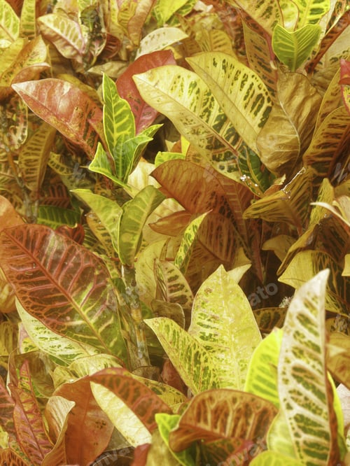 Preview: Vibrant Tropical Colors Of Croton Petra (Botanical Name: Codiaeum Variegatum 'Petra'), Often Grown