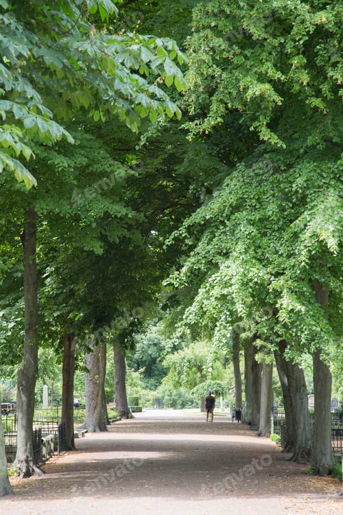 Preview: Footpath In Old Cemetery Park, Malmo, Sweden